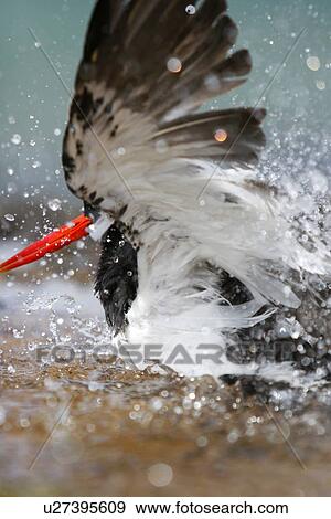 Stock Photo - American oystercatcher (Haematopus ostralegus) bathing in a tidepool along the shoreline on Bartolome Island in the Galapagos Island Group, Ecuador. Pacific Ocean.. Fotosearch