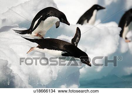 An adult Adelie penguin (Pygoscelis adeliae) leaping into the sea to forage in the Danger Island Group in the Weddell Sea, Antarctica. View Large Photo Image Picture - An adult Adelie penguin (Pygoscelis adeliae) leaping into the sea to forage in the Danger Island Group in the Weddell Sea, Antarctica.. Fotosearch