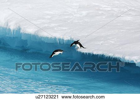 Stock Image - An adult Adelie penguin (Pygoscelis adeliae) pair leaping into the sea from an ice floe in the Weddell Sea, Antarctica.. Fotosearch