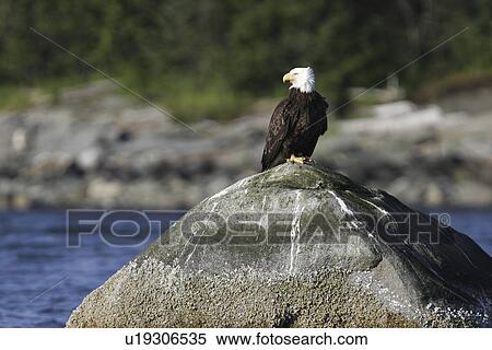 An adult American Bald Eagle (Haliaeetus leucocephalus) perched on a rock in Chatham strait, Southeast Alaska, USA. Pacific Ocean. View Large Photo Image Stock Photography - An adult American Bald Eagle (Haliaeetus leucocephalus) perched on a rock in Chatham strait, Southeast Alaska, USA. Pacific Ocean.. Fotosearch