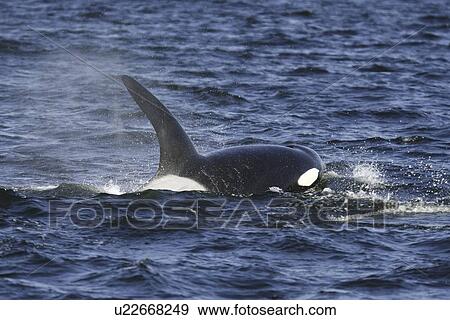 An adult bull surfacing from a pod of 5 Orcas (Orcinus orca) encountered off Gardner Point on the south end of Admiralty Island, Southeast Alaska. The pod consisted of two adult males, one adult female, one possible juvenile male, and an undetermined smal View Large Photo Image Stock Photo - An adult bull surfacing from a pod of 5 Orcas (Orcinus orca) encountered off Gardner Point on the south end of Admiralty Island, Southeast Alaska. The pod consisted of two adult males, one adult female, one possible juvenile male, and an undetermined smal. Fotosearch