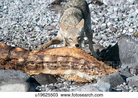 Stock Image - An adult coyote feeding on the carcass of a X(gray whale calf). Isla Tiburon, Mexico. S(Mexico (Pacific))S(stranding)S(coyote)S(AW)S(feeding). Fotosearch