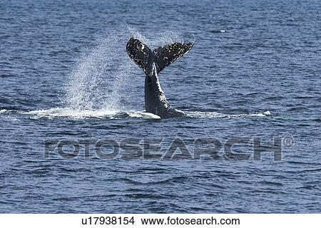 Picture - An adult humpback whale repeatedly tail-lobbing in the inverted position (Megaptera novaeangliae) after dissaffiliating from a group co-operatively "bubble-net" feeding whales along the west side of Chatham Strait in Southeast Alaska, USA. Pacific Ocean. . Fotosearch