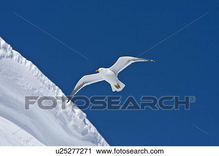 Stock Image - An adult kelp gull (Larus dominicanus) in flight near the Antarctic peninsula in the southern ocean. This is the only gull regularly found in the Antarctic peninsula to a latitude of 68 degrees south.. Fotosearch