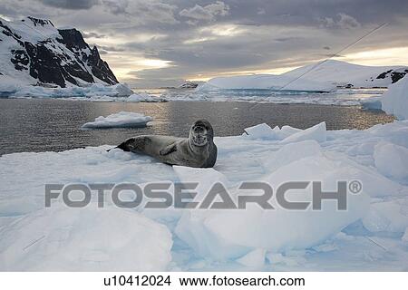 Picture - An adult Leopard Seal (Hydrurga leptonyx) hauled out on Petermann Island on the Southwest side of the Antarctic Peninsula.. Fotosearch
