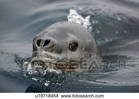 An adult Leopard Seal (Hydrurga leptonyx) surfacing in clear water near Petermann Island on the Southwest Antarctic Peninsula. View Large Photo Image Picture - An adult Leopard Seal (Hydrurga leptonyx) surfacing in clear water near Petermann Island on the Southwest Antarctic Peninsula.. Fotosearch