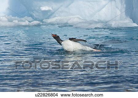 An adult leopard seal (Hydrurga leptonyx) among the icebergs at Cierva Point on the Danco Coast of the Antarctic peninsula, southern ocean. This leopard seal stalked, killed, and ate a gentoo penguin among the ice. View Large Photo Image Picture - An adult leopard seal (Hydrurga leptonyx) among the icebergs at Cierva Point on the Danco Coast of the Antarctic peninsula, southern ocean. This leopard seal stalked, killed, and ate a gentoo penguin among the ice.. Fotosearch