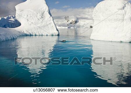 An adult leopard seal (Hydrurga leptonyx) among the icebergs at Cierva Point on the Danco Coast of the Antarctic peninsula, southern ocean. This leopard seal stalked, killed, and ate a gentoo penguin among the ice. View Large Photo Image Stock Photo - An adult leopard seal (Hydrurga leptonyx) among the icebergs at Cierva Point on the Danco Coast of the Antarctic peninsula, southern ocean. This leopard seal stalked, killed, and ate a gentoo penguin among the ice.. Fotosearch