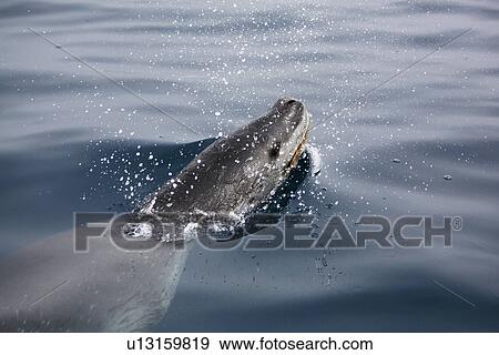 An adult Leopard Seal (Hydrurga leptonyx) surfacing in clear water near Petermann Island on the Southwest Antarctic Peninsula. View Large Photo Image Stock Photo - An adult Leopard Seal (Hydrurga leptonyx) surfacing in clear water near Petermann Island on the Southwest Antarctic Peninsula.. Fotosearch