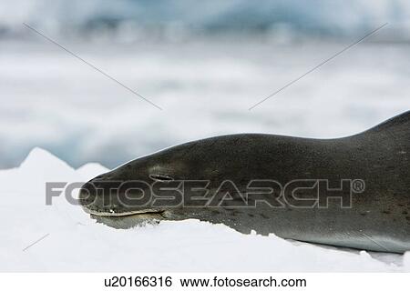 Stock Photograph - An adult leopard seal (Hydrurga leptonyx) hauled out and resting among the icebergs in the Ererra Channel near the west Coast of the Antarctic peninsula, southern ocean. This seal is the only pinniped known to have attacked and killed a human being in Ant. Fotosearch