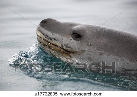 Stock Photography - An adult Leopard Seal (Hydrurga leptonyx) surfacing in clear water near Petermann Island on the Southwest Antarctic Peninsula.. Fotosearch