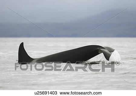 An adult Orca tail-slapping from a pod of 6 Orcas (Orcinus orca) encountered off Sail Island and followed until McDonald Rocks in Frederick Sound, Southeast Alaska. The pod consisted of two adult males, two adult females, one possible juvenile male, and a View Large Photo Image Stock Image - An adult Orca tail-slapping from a pod of 6 Orcas (Orcinus orca) encountered off Sail Island and followed until McDonald Rocks in Frederick Sound, Southeast Alaska. The pod consisted of two adult males, two adult females, one possible juvenile male, and a. Fotosearch