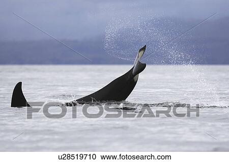 Stock Image - An adult Orca tail-slapping from a pod of 6 Orcas (Orcinus orca) encountered off Sail Island and followed until McDonald Rocks in Frederick Sound, Southeast Alaska. The pod consisted of two adult males, two adult females, one possible juvenile male, and a. Fotosearch