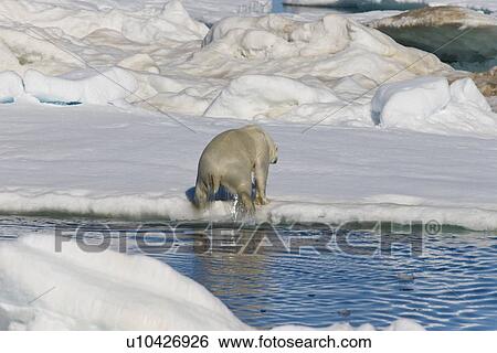 Stock Photograph - An adult polar bear (Ursus maritimus) pulling itself up from the ocean onto multi-year ice floes in the Barents Sea off the eastern coast of EdgeÏya (Edge Island) in the Svalbard Archipelago, Norway.. Fotosearch