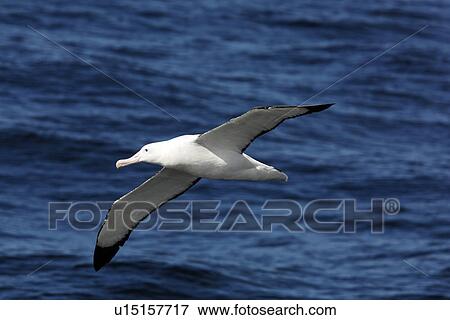 Stock Photo - An adult wandering albatross (Diomedea exulans) on the wing in the Drake Passage of the Southern Ocean. This is one of the largest albatross in the world, with a wingspan in excess of 3 meters.. Fotosearch