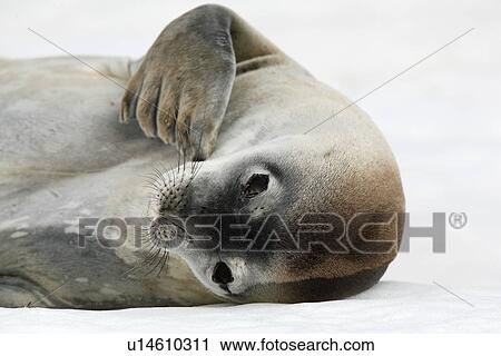 Stock Image - An adult Weddell seal (Leptonychotes weddellii) hauled out and resting on ice on Petermann Island near the Antarctic Peninsula.. Fotosearch