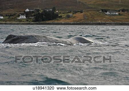 An emaciated bull Sperm Whale (Physeter macrocephalus) surfacing to breathe in Loch Ainort, a sea loch on the East coast of the Isle of Skye, Scotland with the village of Luib in the background. (rr) View Large Photo Image Stock Image - An emaciated bull Sperm Whale (Physeter macrocephalus) surfacing to breathe in Loch Ainort, a sea loch on the East coast of the Isle of Skye, Scotland with the village of Luib in the background. (rr). Fotosearch