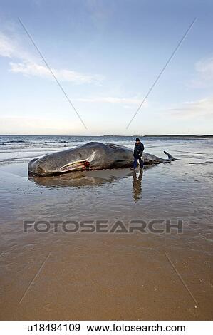 Stock Photo - An onlooker watching a stranded dead bull Sperm Whale (Physeter macrocephalus) lying on Roseisle Beach, North East Scotland.. Fotosearch
