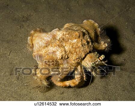Stock Image - Anemone carrier (Dardanus tinctor) at night. Na'ama Bay, Sharm El Sheikh, South Sinai, Red Sea, Egypt.. Fotosearch