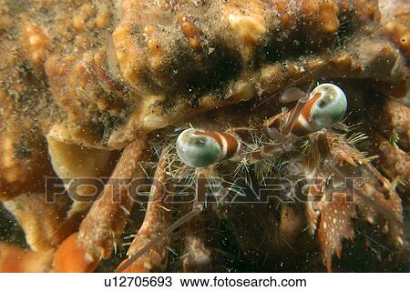 Stock Image - Anemone Hermit Crab (Dardanus pedunculatus) eye detail Dumaguete, s Island, Philippines. Fotosearch