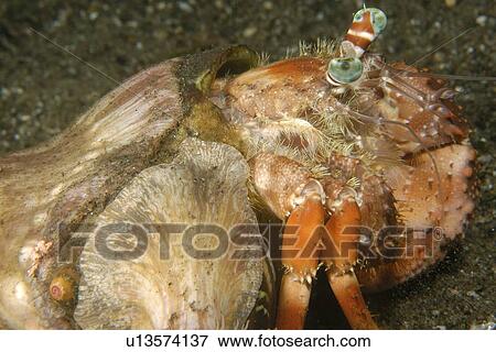 Anemone Hermit Crab (Dardanus pedunculatus) eye detail, Dumaguete, s Island, Philippines View Large Photo Image Stock Photo - Anemone Hermit Crab (Dardanus pedunculatus) eye detail, Dumaguete, s Island, Philippines. Fotosearch