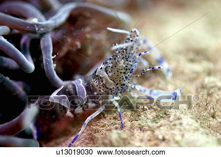 Anemone prawn. UK View Large Photo Image Stock Image - Anemone prawn. UK. Fotosearch