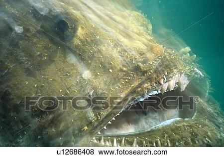 Stock Photo - Angler fish (Lophius piscatorius) lunging for prey with mouth open. UK.. Fotosearch