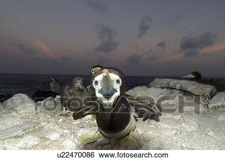 Angry Brown booby, Sula leucogaster, protecting nest, St. Peter and St. Paul's rocks, Brazil, Atlantic Ocean View Large Photo Image Stock Photograph - Angry Brown booby, Sula leucogaster, protecting nest, St. Peter and St. Paul's rocks, Brazil, Atlantic Ocean . Fotosearch