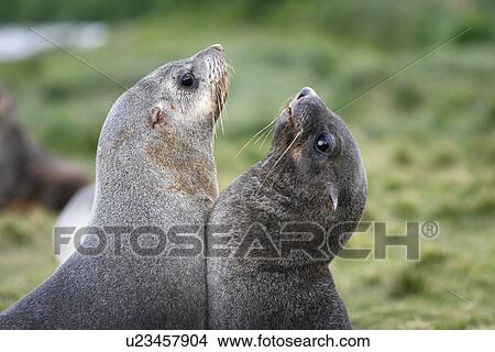 Picture - Antarctic fur seal (Arctocephalus gazella) pups mock-fighting at the abandoned whaling station at Grytviken on the island of South Georgia, southern Atlantic Ocean.. Fotosearch