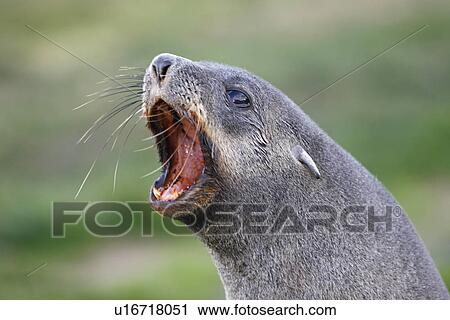 Stock Image - Antarctic fur seal (Arctocephalus gazella) pups at the abandoned whaling station at Grytviken on the island of South Georgia, southern Atlantic Ocean.. Fotosearch