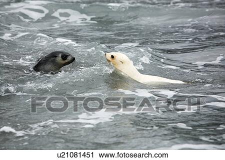 Antarctic fur seal (Arctocephalus gazella) pup playing in the surf at Fortuna Bay on the island of South Georgia, southern Atlantic Ocean. Pictured here is a rare blonde, or leucistic (lack of melanin), pup as compared to the normally dark coloured pup. View Large Photo Image Stock Image - Antarctic fur seal (Arctocephalus gazella) pup playing in the surf at Fortuna Bay on the island of South Georgia, southern Atlantic Ocean. Pictured here is a rare blonde, or leucistic (lack of melanin), pup as compared to the normally dark coloured pup.. Fotosearch