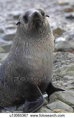 Stock Photo - Antarctic fur seal (Arctocephalus gazella) Grytviken harbour, South Georgia. Fotosearch