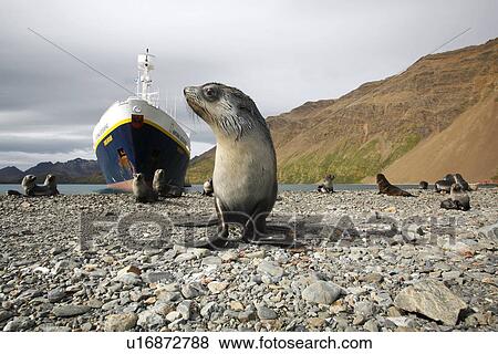 Stock Photo - Antarctic fur seal (Arctocephalus gazella) pups in front of the National Geographic Endeavour at the abandoned whaling station at Stromness on the island of South Georgia, southern Atlantic Ocean.. Fotosearch