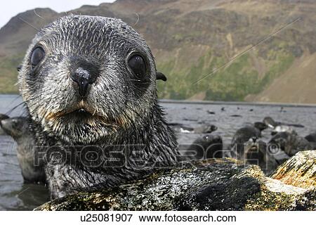 Antarctic Fur Seal (Arctocephalus gazella) on the island of South Georgia, Southern Atlantic Ocean. View Large Photo Image Stock Photo - Antarctic Fur Seal (Arctocephalus gazella) on the island of South Georgia, Southern Atlantic Ocean.. Fotosearch
