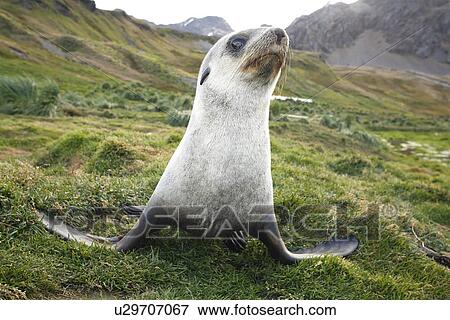 Antarctic fur seal (Arctocephalus gazella) pups at the abandoned whaling station at Grytviken on the island of South Georgia, southern Atlantic Ocean. View Large Photo Image Stock Photo - Antarctic fur seal (Arctocephalus gazella) pups at the abandoned whaling station at Grytviken on the island of South Georgia, southern Atlantic Ocean.. Fotosearch