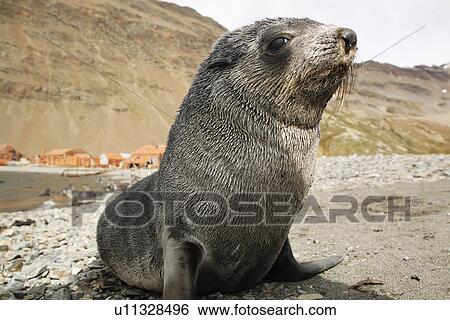 Stock Photograph - Antarctic fur seal (Arctocephalus gazella) pup at the abandoned whaling station at Stromness on the island of South Georgia, southern Atlantic Ocean.. Fotosearch