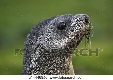 Antarctic fur seal (Arctocephalus gazella) pup at the abandoned whaling station at Grytviken on the island of South Georgia. Atlantic Ocean. View Large Photo Image Stock Photograph - Antarctic fur seal (Arctocephalus gazella) pup at the abandoned whaling station at Grytviken on the island of South Georgia. Atlantic Ocean.. Fotosearch