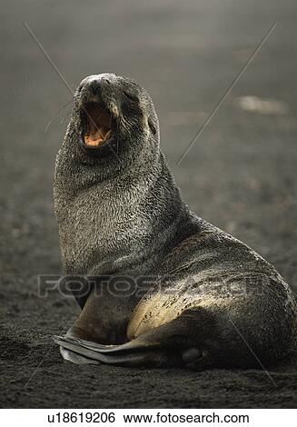 Stock Photograph - Antarctic fur seal (Arctocephalus gazella) vocalising, Deception Island, Antarctic Peninsula. Fotosearch