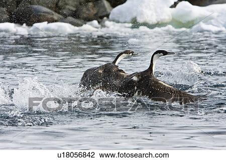 Stock Image - Antarctic Shag (Phalacrocorax (atriceps) bransfieldensis) in flight near the Argentine Island Group on the west coast of the Antarctic Peninsula. This is the only blue-eyed shag species that does not move further north than the Antarctic Peninsula, even i. Fotosearch