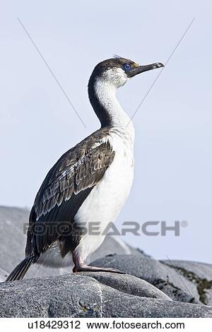 Stock Image - Antarctic Shag (Phalacrocorax (atriceps) bransfieldensis) on breeding colony on Petermann Island on the west side of the Antarctic Peninsula. This is the only blue-eyed shag species that does not move further north than the Antarctic Peninsula, even in wi. Fotosearch