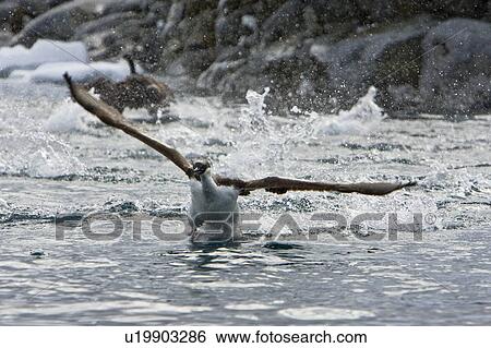 Stock Photograph - Antarctic Shag (Phalacrocorax (atriceps) bransfieldensis) in flight near the Argentine Island Group on the west coast of the Antarctic Peninsula. This is the only blue-eyed shag species that does not move further north than the Antarctic Peninsula, even i. Fotosearch