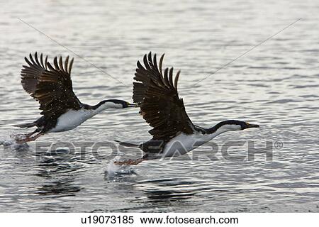 Stock Photography - Antarctic Shag (Phalacrocorax (atriceps) bransfieldensis) in flight near the Argentine Island Group on the west coast of the Antarctic Peninsula. This is the only blue-eyed shag species that does not move further north than the Antarctic Peninsula, even i. Fotosearch
