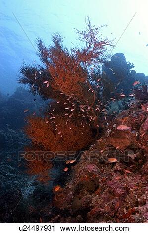 Anthias (Anthias squamipinnis) and Soft Coral. Malaysia View Large Photo Image Stock Image - Anthias (Anthias squamipinnis) and Soft Coral. Malaysia. Fotosearch