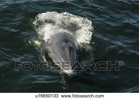 Stock Image - Approaching the boat from behind, this Minke whale (Balaenoptera acutorostrata) heaves its head out of the water. St. Lawrence estuary, Canada. Sequence 2/3.. Fotosearch