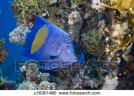 Stock Image - Arabian Angelfish (Pomacanthus maculosas). Red Sea.. Fotosearch