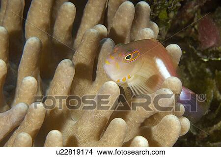 Picture - Arc-eye Hawkfish (Paracirrhites arcatus) on stiff finger coral, Lobophytum sp., Namu atoll, Marshall Islands (N. Pacific). Fotosearch