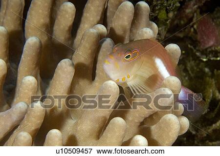 Stock Photo - Arc-eye hawkfish, Paracirrhites arcatus, on stiff finger coral, Lobophytum sp., Namu atoll, Marshall Islands (N. Pacific). Fotosearch