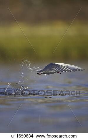 Arctic Tern (Sterna paradisaea) emerging from water after a dive attempting to catch a fish while fishing in Oban town centre. Oban, Argyll, Scotland, UK View Large Photo Image Picture - Arctic Tern (Sterna paradisaea) emerging from water after a dive attempting to catch a fish while fishing in Oban town centre. Oban, Argyll, Scotland, UK. Fotosearch