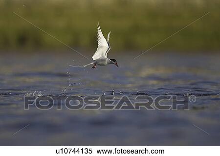 Arctic Tern (Sterna paradisaea) emerging from water after a dive attempting to catch a fish while fishing in Oban town centre. Oban, Argyll, Scotland, UK View Large Photo Image Stock Photography - Arctic Tern (Sterna paradisaea) emerging from water after a dive attempting to catch a fish while fishing in Oban town centre. Oban, Argyll, Scotland, UK. Fotosearch