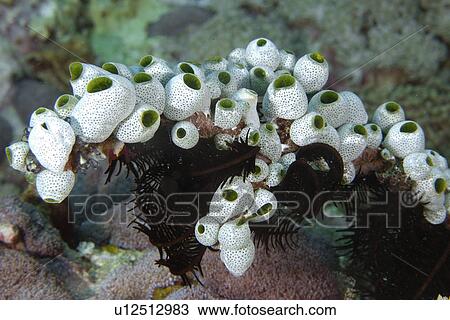 Stock Image - Ascidian or Sea Squirts (Didemnum molle) Colonies, Monkey beach, Puerto Galera, Mindoro, Philippines. Fotosearch